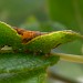 3rd instar larva • Chorley, Lancashire • © Eddie Langrish