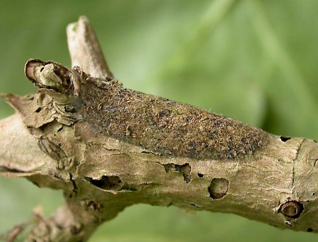 Sallow Kitten Furcula furcula