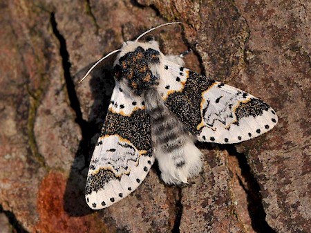 Alder Kitten Furcula bicuspis