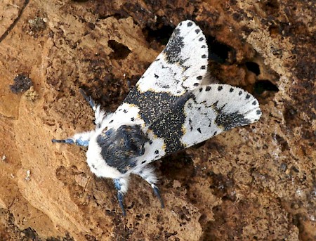 Alder Kitten Furcula bicuspis