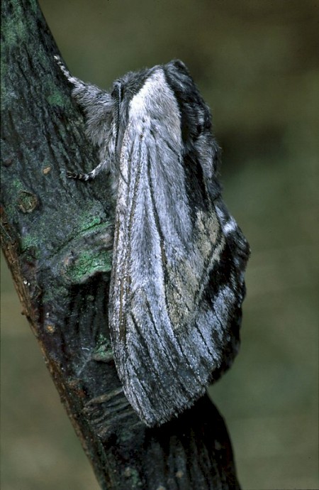 Tawny Prominent Harpyia milhauseri
