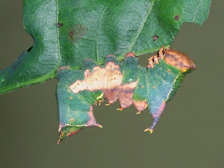 Tawny Prominent Harpyia milhauseri