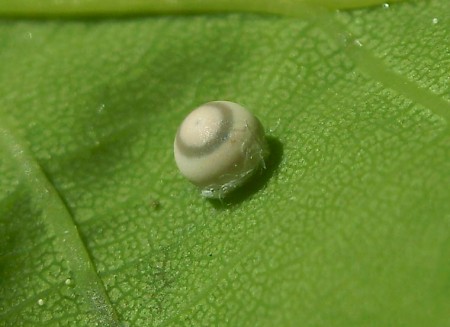 Tawny Prominent Harpyia milhauseri