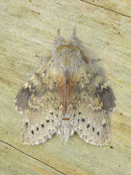 Lobster Moth Stauropus fagi