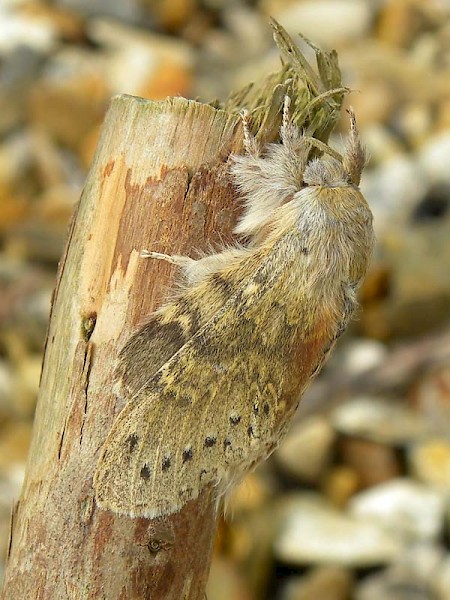 Lobster Moth Stauropus fagi