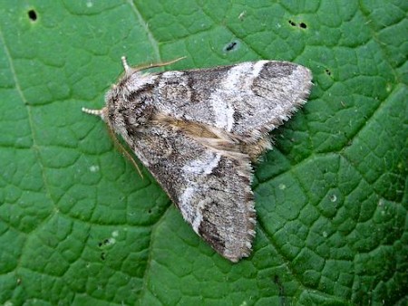 Marbled Brown Drymonia dodonaea