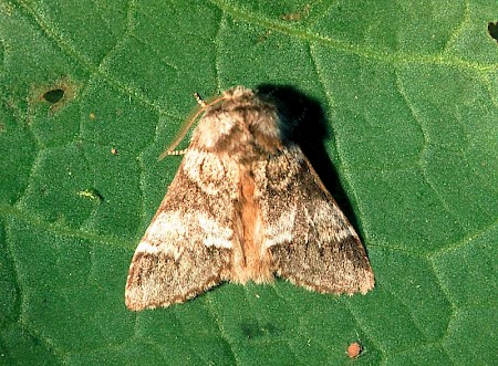 Marbled Brown Drymonia dodonaea