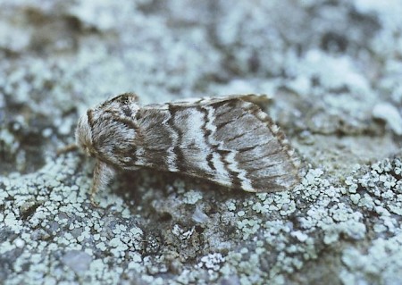 Lunar Marbled Brown Drymonia ruficornis