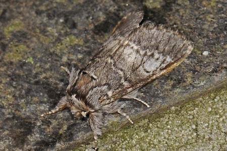 Lunar Marbled Brown Drymonia ruficornis