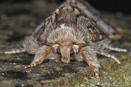 Lunar Marbled Brown Drymonia ruficornis