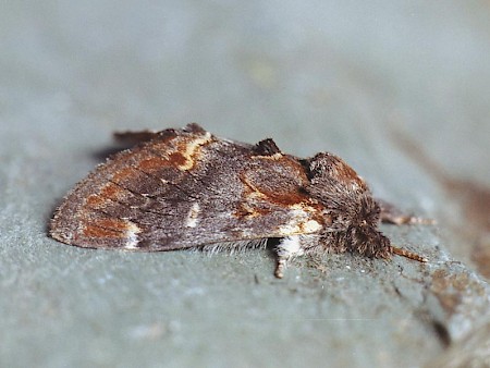 Iron Prominent Notodonta dromedarius