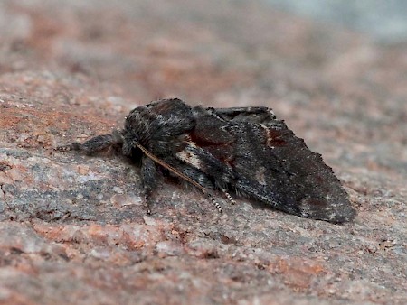 Iron Prominent Notodonta dromedarius