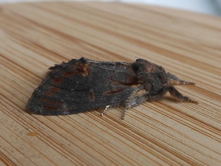 Iron Prominent Notodonta dromedarius