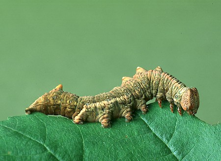 Iron Prominent Notodonta dromedarius