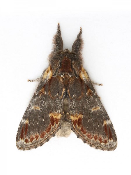 Iron Prominent Notodonta dromedarius