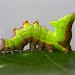 Larva • Chorlton, Gtr. Manchester, on Betula • © Ben Smart