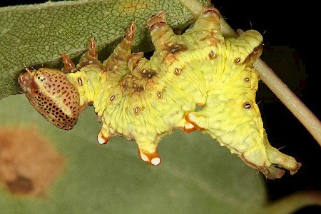 Iron Prominent Notodonta dromedarius