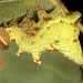 Larva • Fairburn Ings, Castleford, W. Yorks. • © Paul Brothers