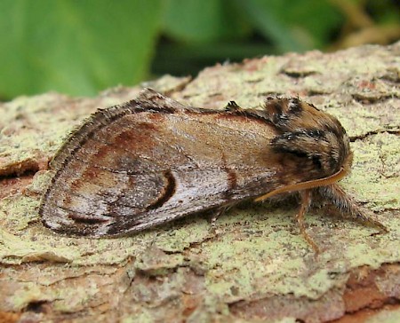 Pebble Prominent Notodonta ziczac