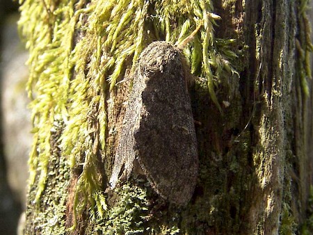 Large Dark Prominent Notodonta torva