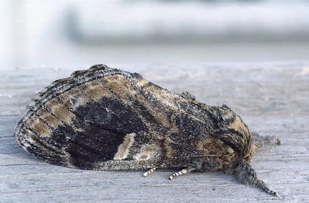 Three-humped Prominent Notodonta tritophus