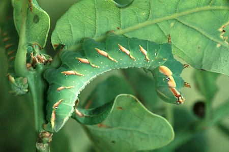 Great Prominent Peridea anceps