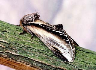 Swallow Prominent Pheosia tremula