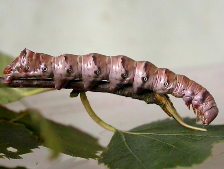 Swallow Prominent Pheosia tremula