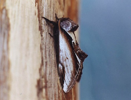 Lesser Swallow Prominent Pheosia gnoma