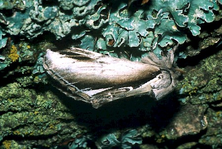 Lesser Swallow Prominent Pheosia gnoma