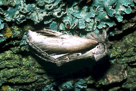 Lesser Swallow Prominent Pheosia gnoma