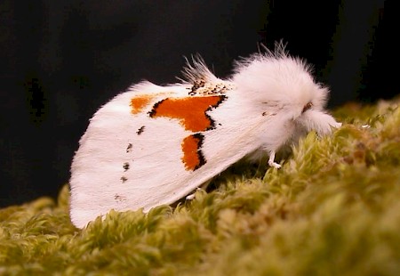 White Prominent Leucodonta bicoloria