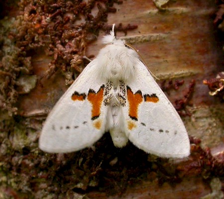 White Prominent Leucodonta bicoloria