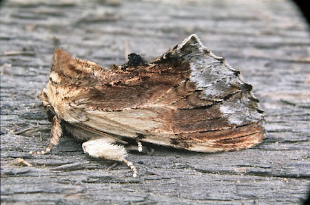 Maple Prominent Ptilodon cucullina