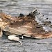 Adult • Ham Street Woods NNR, Kent • © Rob Petley-Jones