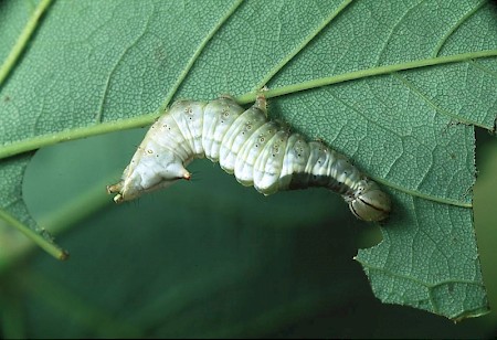 Maple Prominent Ptilodon cucullina