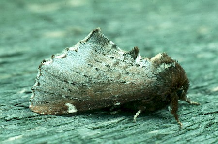 Scarce Prominent Odontosia carmelita