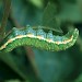 Larva • Insh Marshes • © Roy Leverton