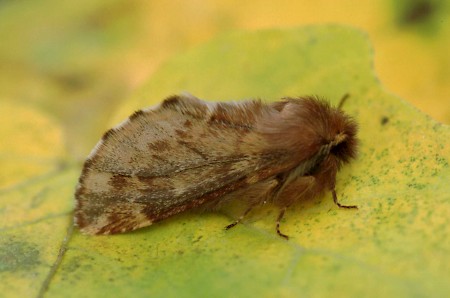 Plumed Prominent Ptilophora plumigera