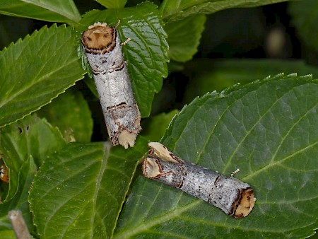 Buff-tip Phalera bucephala