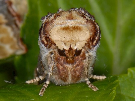 Buff-tip Phalera bucephala