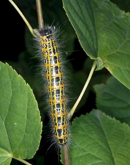 Buff-tip Phalera bucephala