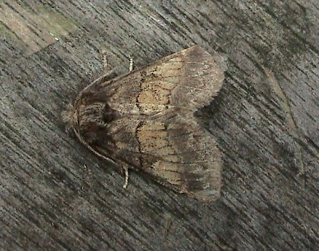 Dusky Marbled Brown Gluphisia crenata