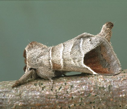Adult • Dorset • © Paul Harris