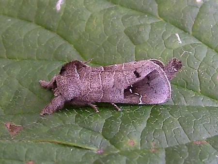 Scarce Chocolate-tip Clostera anachoreta