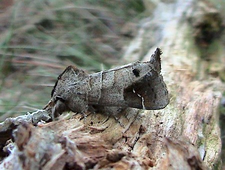 Scarce Chocolate-tip Clostera anachoreta