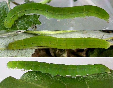 The Herald Scoliopteryx libatrix