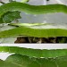 Larva • Chorlton, Gtr. Manchester, on Salix • © Ben Smart