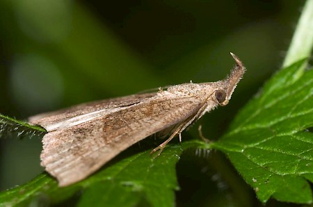 The Snout Hypena proboscidalis