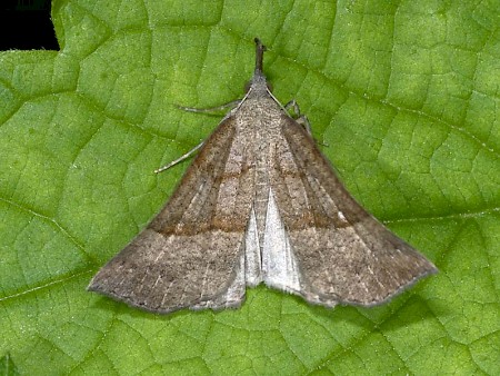 The Snout Hypena proboscidalis